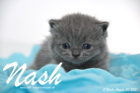 Nash ist 3 Wochen alt geworden (30.08.2015)