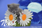 Nash ist 5 Wochen alt geworden (11.09.2015)