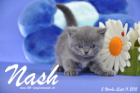 Nash ist 5 Wochen alt geworden (11.09.2015)