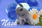 Nash ist 5 Wochen alt geworden (11.09.2015)