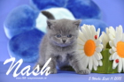 Nash ist 5 Wochen alt geworden (11.09.2015)