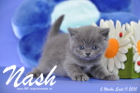 Nash ist 5 Wochen alt geworden (11.09.2015)