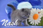 Nash ist 5 Wochen alt geworden (11.09.2015)