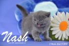 Nash ist 5 Wochen alt geworden (11.09.2015)
