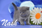 Nash ist 5 Wochen alt geworden (11.09.2015)