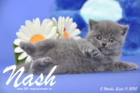 Nash ist 5 Wochen alt geworden (11.09.2015)