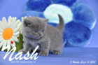 Nash ist 5 Wochen alt geworden (11.09.2015)