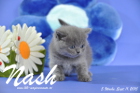 Nash ist 5 Wochen alt geworden (11.09.2015)