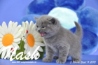 Nash ist 5 Wochen alt geworden (11.09.2015)