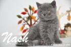 Nash ist 7 Wochen alt geworden (27.09.2015)