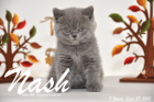 Nash ist 7 Wochen alt geworden (27.09.2015)