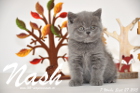 Nash ist 7 Wochen alt geworden (27.09.2015)