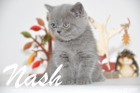 Nash ist 7 Wochen alt geworden (27.09.2015)