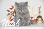 Nash ist 7 Wochen alt geworden (27.09.2015)