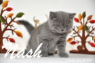 Nash ist 7 Wochen alt geworden (27.09.2015)