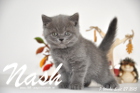 Nash ist 7 Wochen alt geworden (27.09.2015)