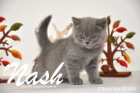 Nash ist 7 Wochen alt geworden (27.09.2015)