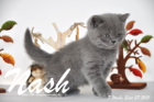 Nash ist 7 Wochen alt geworden (27.09.2015)