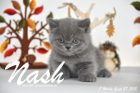 Nash ist 7 Wochen alt geworden (27.09.2015)