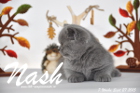 Nash ist 7 Wochen alt geworden (27.09.2015)