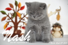 Nash ist 7 Wochen alt geworden (27.09.2015)