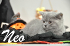 Neo ist 10 Wochen alt geworden (17.10.2015)