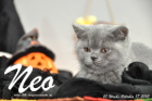 Neo ist 10 Wochen alt geworden (17.10.2015)