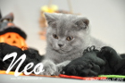 Neo ist 10 Wochen alt geworden (17.10.2015)