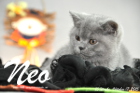 Neo ist 10 Wochen alt geworden (17.10.2015)