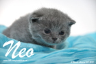 Neo ist 3 Wochen alt geworden (30.08.2015)