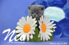 Neo ist 5 Wochen alt geworden ( 11.09.2015 )