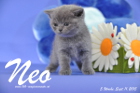 Neo ist 5 Wochen alt geworden ( 11.09.2015 )