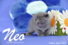Neo ist 5 Wochen alt geworden ( 11.09.2015 )