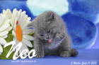 Neo ist 5 Wochen alt geworden ( 11.09.2015 )