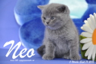 Neo ist 5 Wochen alt geworden ( 11.09.2015 )