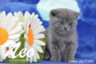Neo ist 5 Wochen alt geworden ( 11.09.2015 )