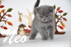 Neo ist 7 Wochen alt geworden (27.09.2015)