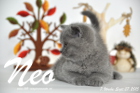 Neo ist 7 Wochen alt geworden (27.09.2015)