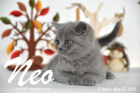 Neo ist 7 Wochen alt geworden (27.09.2015)