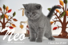Neo ist 7 Wochen alt geworden (27.09.2015)