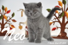 Neo ist 7 Wochen alt geworden (27.09.2015)