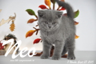 Neo ist 7 Wochen alt geworden (27.09.2015)