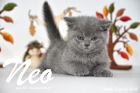Neo ist 7 Wochen alt geworden (27.09.2015)