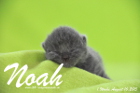 Noah ist 1 Woche alt geworden (16.08.2015)