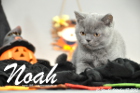 Noah ist 10 Wochen alt geworden (17.10.2015)