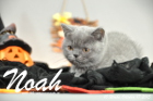 Noah ist 10 Wochen alt geworden (17.10.2015)