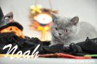 Noah ist 10 Wochen alt geworden (17.10.2015)