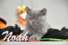 Noah ist 10 Wochen alt geworden (17.10.2015)
