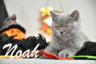Noah ist 10 Wochen alt geworden (17.10.2015)