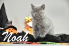 Noah ist 10 Wochen alt geworden (17.10.2015)